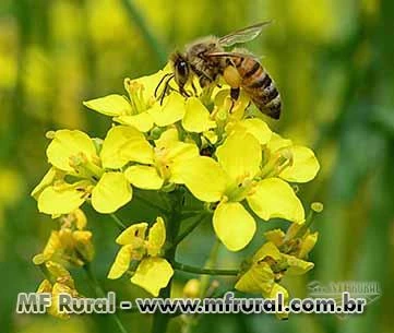 Sementes de Canola (Brassica napus)