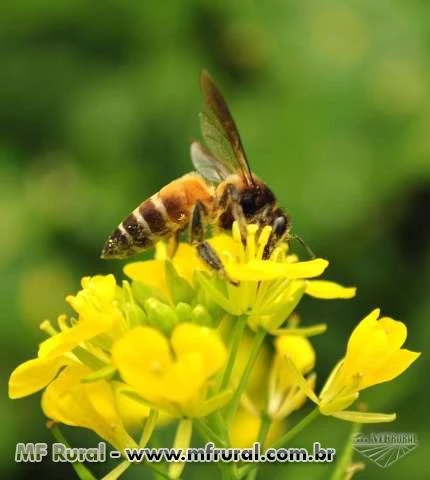 Sementes de Canola (Brassica napus)