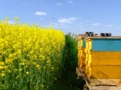 Sementes de Canola (Brassica napus)