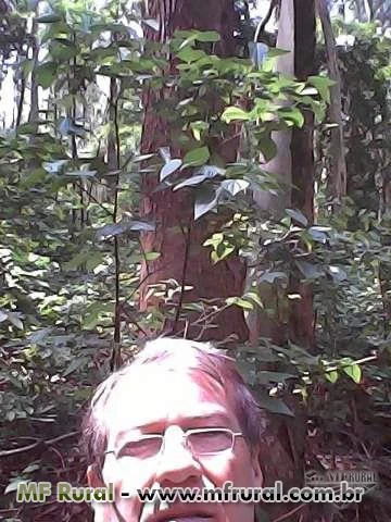 Toras  de  eucalipto   com  50  anos   em  Jundiai sp