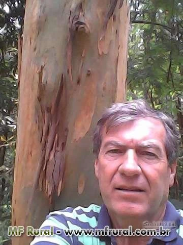 Toras  de  eucalipto   com  50  anos   em  Jundiai sp