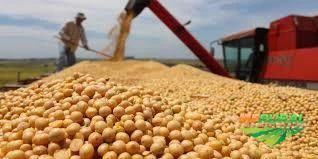 SOJA GMO - Temos Grandes quantidades - Mercado Interno e Externo