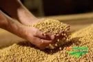 SOJA GMO - Temos Grandes quantidades - Mercado Interno e Externo
