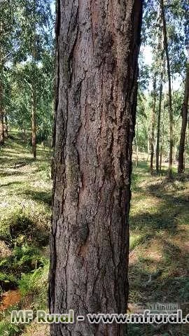 FLORESTA DE PINUS