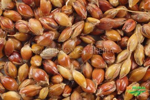 Semente de vassoura, caturra/anã, argentina e comum. Imagem Semente de vassoura, caturra/anã, argentina e comum.