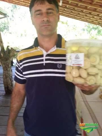 Cogumelos Imagem Cogumelos