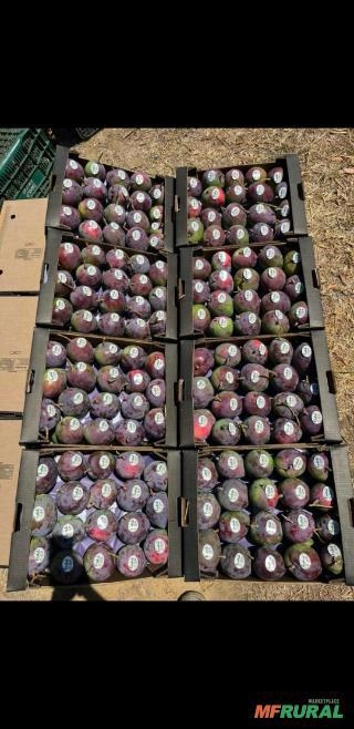 Manga do Vale Imagem Manga do Vale