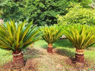Cica Ornamental – Cycas revoluta Imagem Cica Ornamental – Cycas revoluta