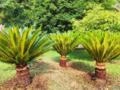 Cica Ornamental – Cycas revoluta Imagem Cica Ornamental – Cycas revoluta