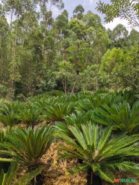 Imagem Cica Ornamental – Cycas revoluta Imagem Cica Ornamental – Cycas revoluta