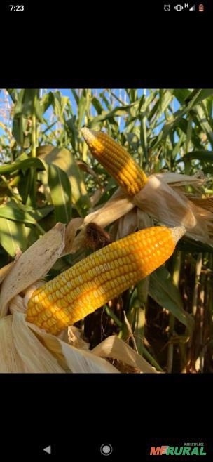 Imagem Sementes de milho Imagem Sementes de milho