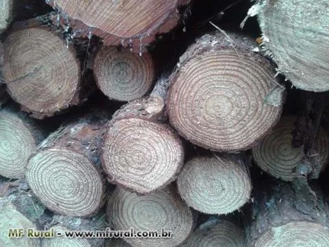 Toras de pinus para exportação