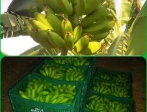 Bananas Maçã, Marmelo(fritar) e Nanica, direta do produtor, produto de qualidade.