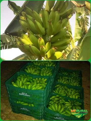 Bananas Maçã, Marmelo(fritar) e Nanica, direta do produtor, produto de qualidade. Imagem Bananas Maçã, Marmelo(fritar) e Nanica, direta do produtor, produto de qualidade.