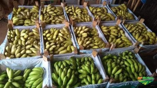 Imagem Bananas Maçã, Marmelo(fritar) e Nanica, direta do produtor, produto de qualidade. Imagem Bananas Maçã, Marmelo(fritar) e Nanica, direta do produtor, produto de qualidade.
