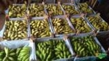 Bananas Maçã, Marmelo(fritar) e Nanica, direta do produtor, produto de qualidade. Imagem Bananas Maçã, Marmelo(fritar) e Nanica, direta do produtor, produto de qualidade.