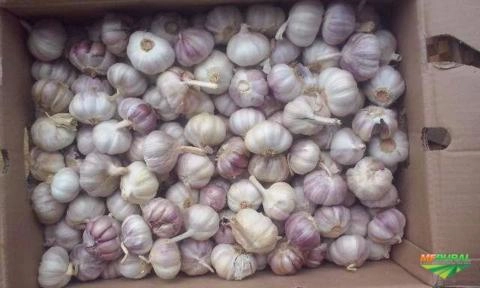 ALHO EM GERAL Imagem ALHO EM GERAL