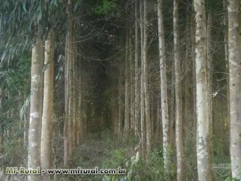 floresta de eucalipto duni