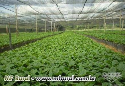 Mudas de cafe Imagem Mudas de cafe