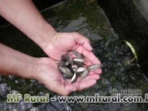 VENDA DE ALEVINOS E JUVENIL REVERTIDOS DE TILÁPIAS TAILANDESA ; ALEVINOS DE 2 A 3 Cm.