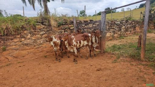 Tourinho Nelore Pintado Imagem Tourinho Nelore Pintado