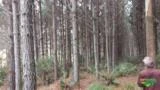 Pinus Elliottiis