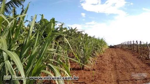 Fazenda Nova