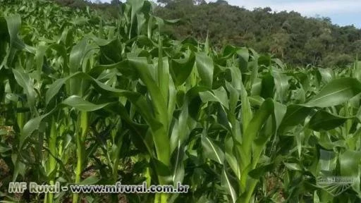 PLANTAÇÃO DE MILHO VERDE