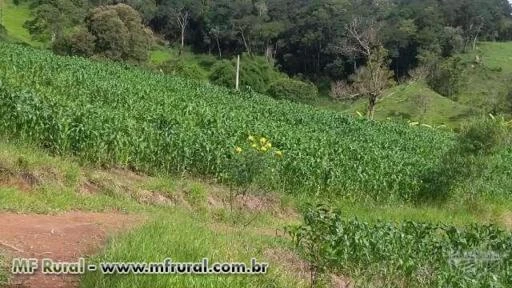 PLANTAÇÃO DE MILHO VERDE