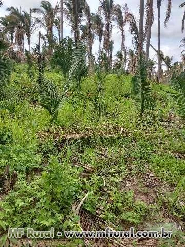 Fazenda Buritirana