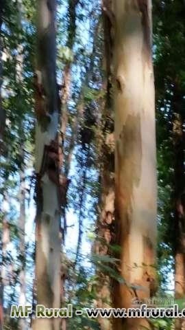 Árvores de Eucalipto Grandis Imagem Árvores de Eucalipto Grandis