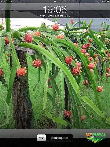 PITAYA DIRETO DO PRODUTOR Imagem PITAYA DIRETO DO PRODUTOR