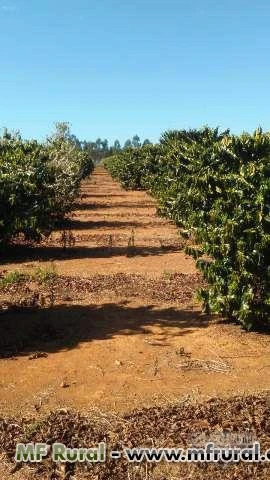 Fazenda De Café MG