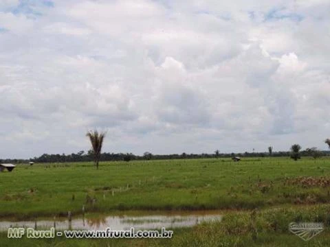 Fazenda Br 319 Amazonas