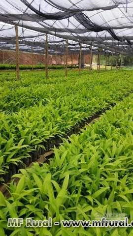 Imagem Mudas de palmito pupunha Imagem Mudas de palmito pupunha