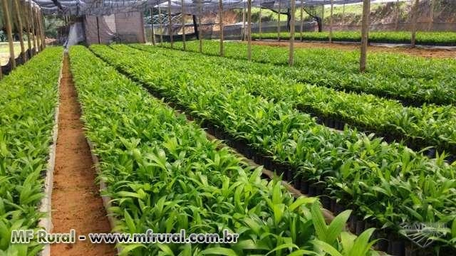 Mudas de palmito pupunha Imagem Mudas de palmito pupunha