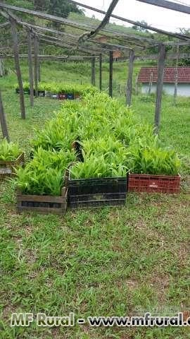Imagem Mudas de palmito pupunha Imagem Mudas de palmito pupunha