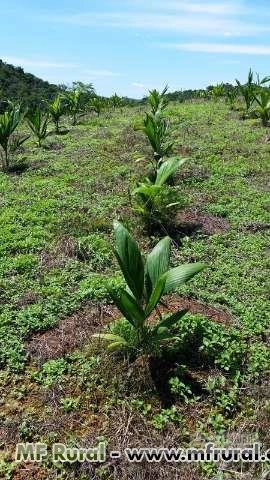 Mudas de palmito pupunha