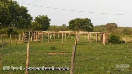 Vendo Fazenda de 16,5 Porteira fechada em Aliança do Tocantins
