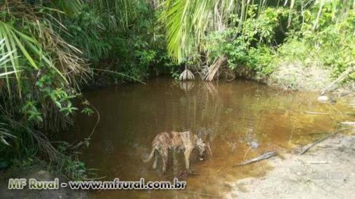 Vendo Fazenda de 16,5 Porteira fechada em Aliança do Tocantins