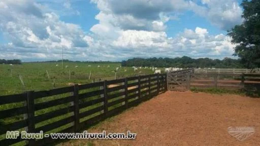 Fazenda Santa Maria do Tocantins- TO