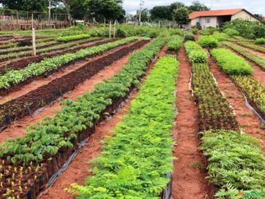 Venda de Mudas Nativas em Sacolas para reflorestamento Imagem Venda de Mudas Nativas em Sacolas para reflorestamento
