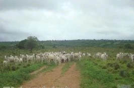 Vende-se fazenda no município de Bonfinópolis de Minas - MG 876 ha