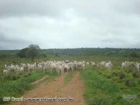 Vende-se fazenda no município de Bonfinópolis de Minas - MG 876 ha