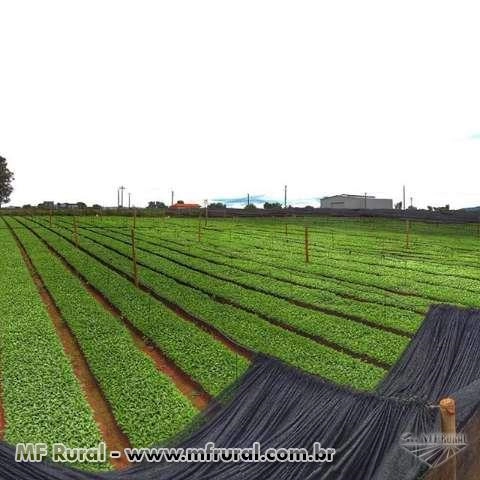 Imagem Mudas de café e eucalipto clonal. Imagem Mudas de café e eucalipto clonal.