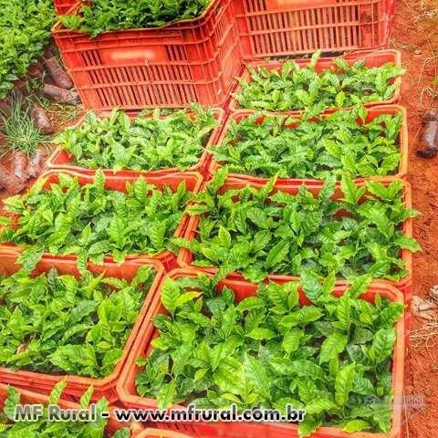 Imagem Mudas de café e eucalipto clonal. Imagem Mudas de café e eucalipto clonal.