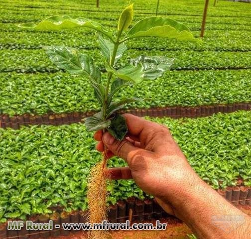 Mudas de café e eucalipto clonal. Imagem Mudas de café e eucalipto clonal.
