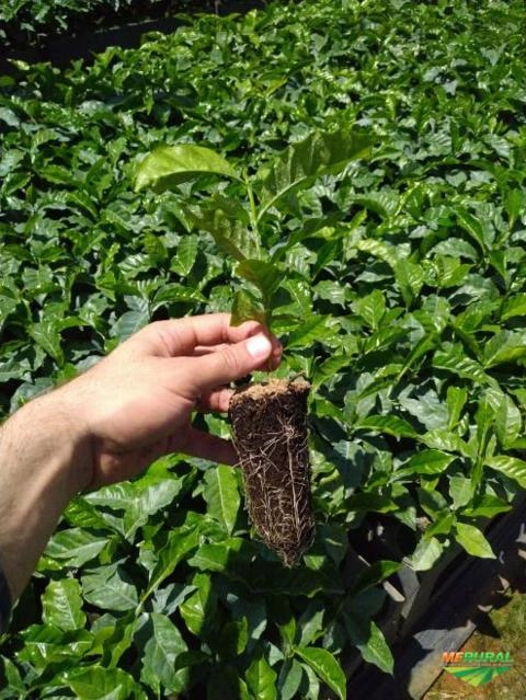 Imagem Mudas de café e eucalipto clonal. Imagem Mudas de café e eucalipto clonal.