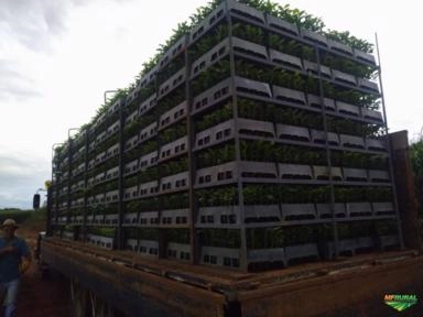 Imagem Mudas de café e eucalipto clonal. Imagem Mudas de café e eucalipto clonal.