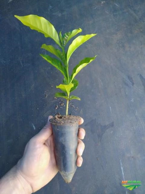 Imagem Mudas de café e eucalipto clonal. Imagem Mudas de café e eucalipto clonal.